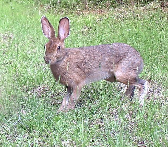 SnowshoeHare_070611_1407hrs.jpg - Snowshoe Hare (Lepus americanus)